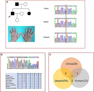 Two Novel Myelin Protein Zero Mutations in a Group of Chinese Patients